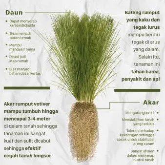 struktur rumput vetiver